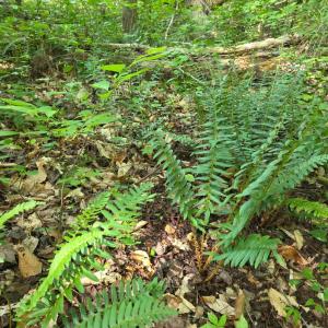 Photo #88 of 1408 Coleman Mountain Road, Appomattox, VA 23.6 acres