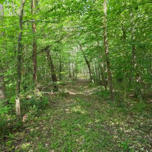 Photo #86 of 1408 Coleman Mountain Road, Appomattox, VA 23.6 acres
