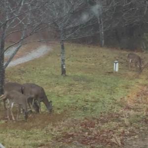 Photo #60 of 1408 Coleman Mountain Road, Appomattox, VA 23.6 acres