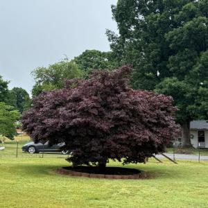Photo #26 of 124 Coffey Street, Gretna, VA 0.8 acres