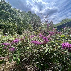 Photo #23 of 1098 Clear Springs Rd, Montvale, VA 0.7 acres