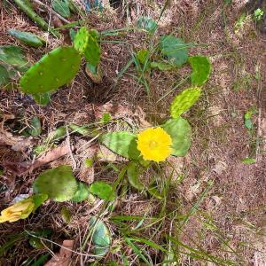 Photo #29 of 1098 Clear Springs Rd, Montvale, VA 0.7 acres