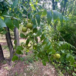 Photo #26 of 1098 Clear Springs Rd, Montvale, VA 0.7 acres