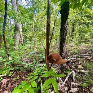 Photo #60 of 1907 Karnes Rd, Bedford, VA 10.8 acres