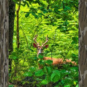 Photo #61 of 1907 Karnes Rd, Bedford, VA 10.8 acres