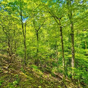 Photo #56 of 1907 Karnes Rd, Bedford, VA 10.8 acres
