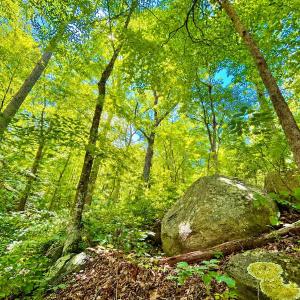 Photo #62 of 1907 Karnes Rd, Bedford, VA 10.8 acres