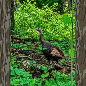 Photo #50 of 1907 Karnes Rd, Bedford, VA 10.8 acres