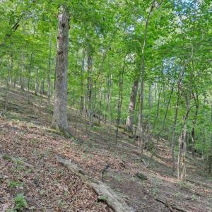 Photo #94 of 7654 Goose Creek Valley Road, Montvale, VA 19.7 acres
