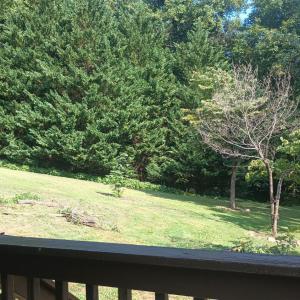 view from the front porch