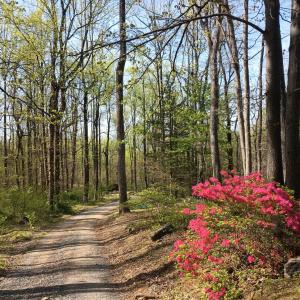 looking down Battery Hill Lane in spring!