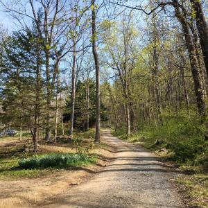 Lots of daffodils at the end of the driveway