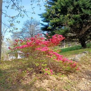 Mountain Laurel bloomed in April this year