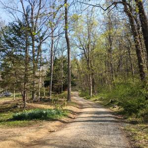 Lots of daffodils at the end of the driveway