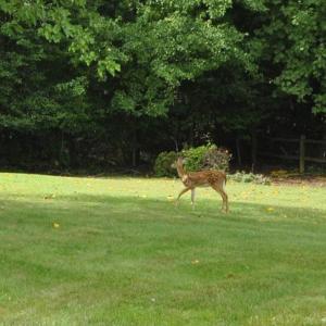 Photo #39 of 426 Beechwood Drive, Lynchburg, VA 0.5 acres