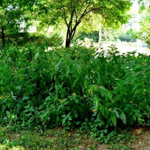 Photo #73 of 100 PENNSYLVANIA Avenue, Lynchburg, VA 0.3 acres
