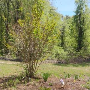 Photo #46 of 4183 TYE RIVER Road, Amherst, VA 14.3 acres