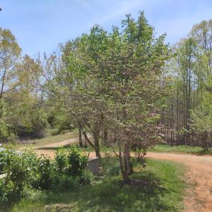 Photo #63 of 4183 TYE RIVER Road, Amherst, VA 14.3 acres
