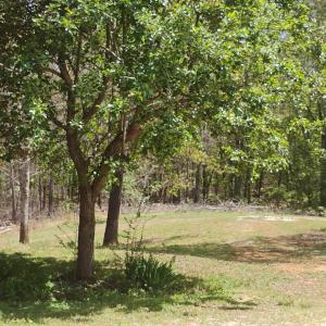 Photo #44 of 4183 TYE RIVER Road, Amherst, VA 14.3 acres