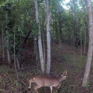 Photo #54 of 4183 TYE RIVER Road, Amherst, VA 14.3 acres