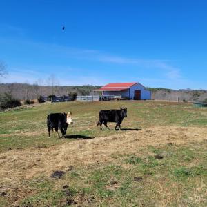 Photo #1 of 1975 Bellview, Appomattox, VA 169.6 acres