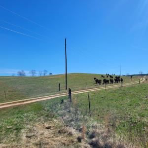 Photo #18 of 1975 Bellview, Appomattox, VA 169.6 acres