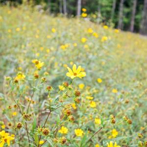 Photo #42 of 323 Mountain Top Way, Amherst, VA 5.1 acres