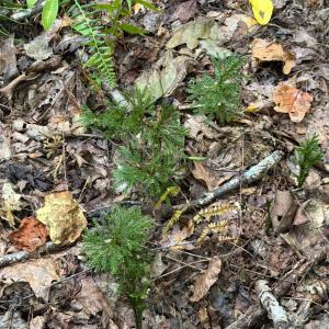 Photo #70 of 8882 Spring Mill Road, Concord, VA 21.1 acres