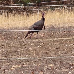 Photo #77 of 8882 Spring Mill Road, Concord, VA 21.1 acres