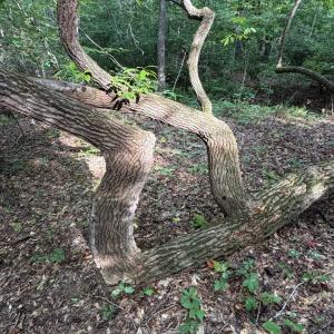 Photo #67 of 8882 Spring Mill Road, Concord, VA 21.1 acres
