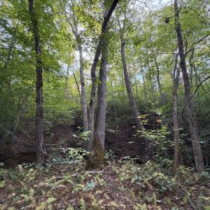 Photo #69 of 8882 Spring Mill Road, Concord, VA 21.1 acres