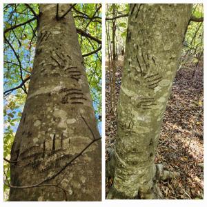 Photo #65 of 8882 Spring Mill Road, Concord, VA 21.1 acres