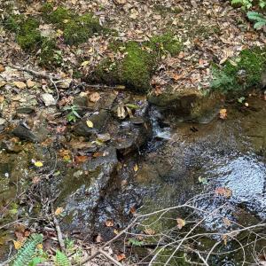 Photo #75 of 8882 Spring Mill Road, Concord, VA 21.1 acres