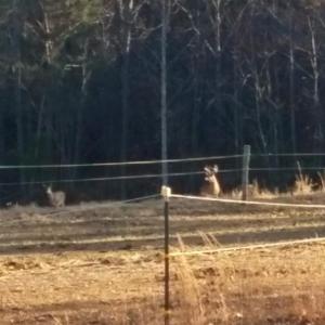Photo #76 of 8882 Spring Mill Road, Concord, VA 21.1 acres