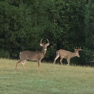 Photo #61 of 5687 Elon Road, Monroe, VA 24.2 acres