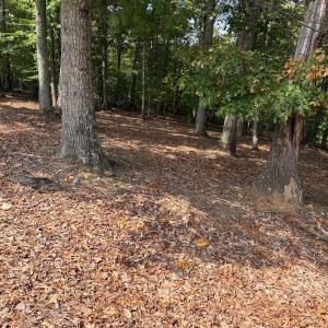 wooded area in back of lot