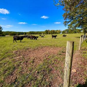 Photo #2 of 1361 Markham Rd, Gretna, VA 19.0 acres