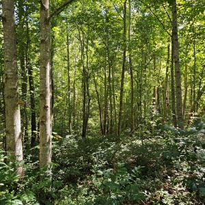 Photo #47 of 288 Cole Comfort Rd, Dillwyn, VA 122.0 acres