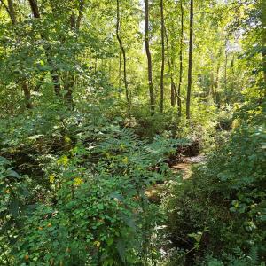 Photo #48 of 288 Cole Comfort Rd, Dillwyn, VA 122.0 acres