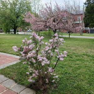 Photo #7 of 210 COLLEGE AVE, Blackstone, VA 0.7 acres