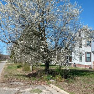 Photo #8 of 210 COLLEGE AVE, Blackstone, VA 0.7 acres