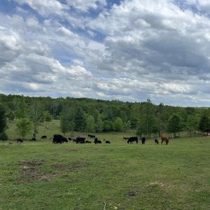 Photo #39 of 2826 Burkeville Road, Victoria, VA 86.3 acres