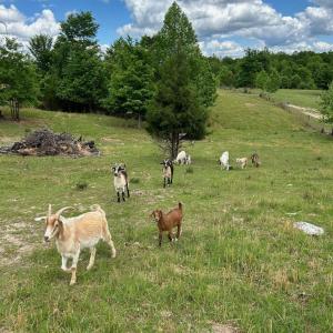 Photo #40 of 2826 Burkeville Road, Victoria, VA 86.3 acres