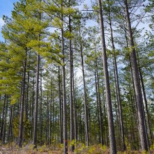 Photo #45 of 1084 Hedge Road, Chatham, VA 127.3 acres