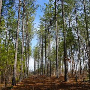 Photo #59 of 1084 Hedge Road, Chatham, VA 127.3 acres