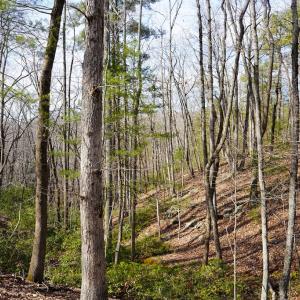 Photo #61 of 1084 Hedge Road, Chatham, VA 127.3 acres