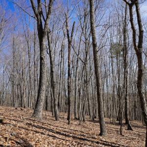 Photo #65 of 1084 Hedge Road, Chatham, VA 127.3 acres