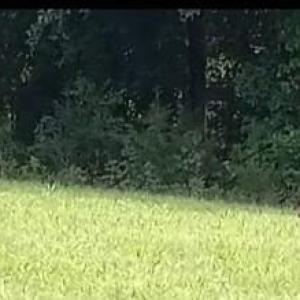 Photo #30 of 13521 Dykeland Road, Amelia Court House, VA 9.2 acres