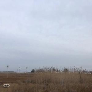 Photo #15 of 16365 MAIN RIDGE RD, TANGIER, VA 1.0 acres