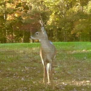 Photo #72 of 1311 Overton Rd, Victoria, VA 17.2 acres